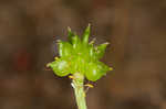 Creeping buttercup